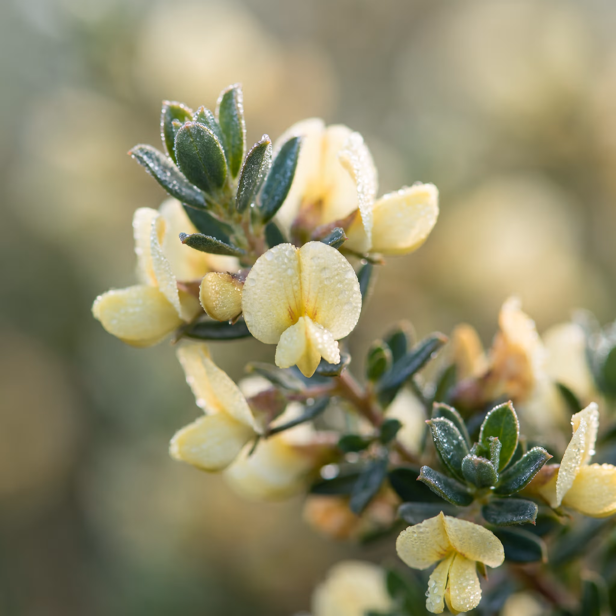 Honeybush leaves in macro — small yellow-green ovate leaflets.
