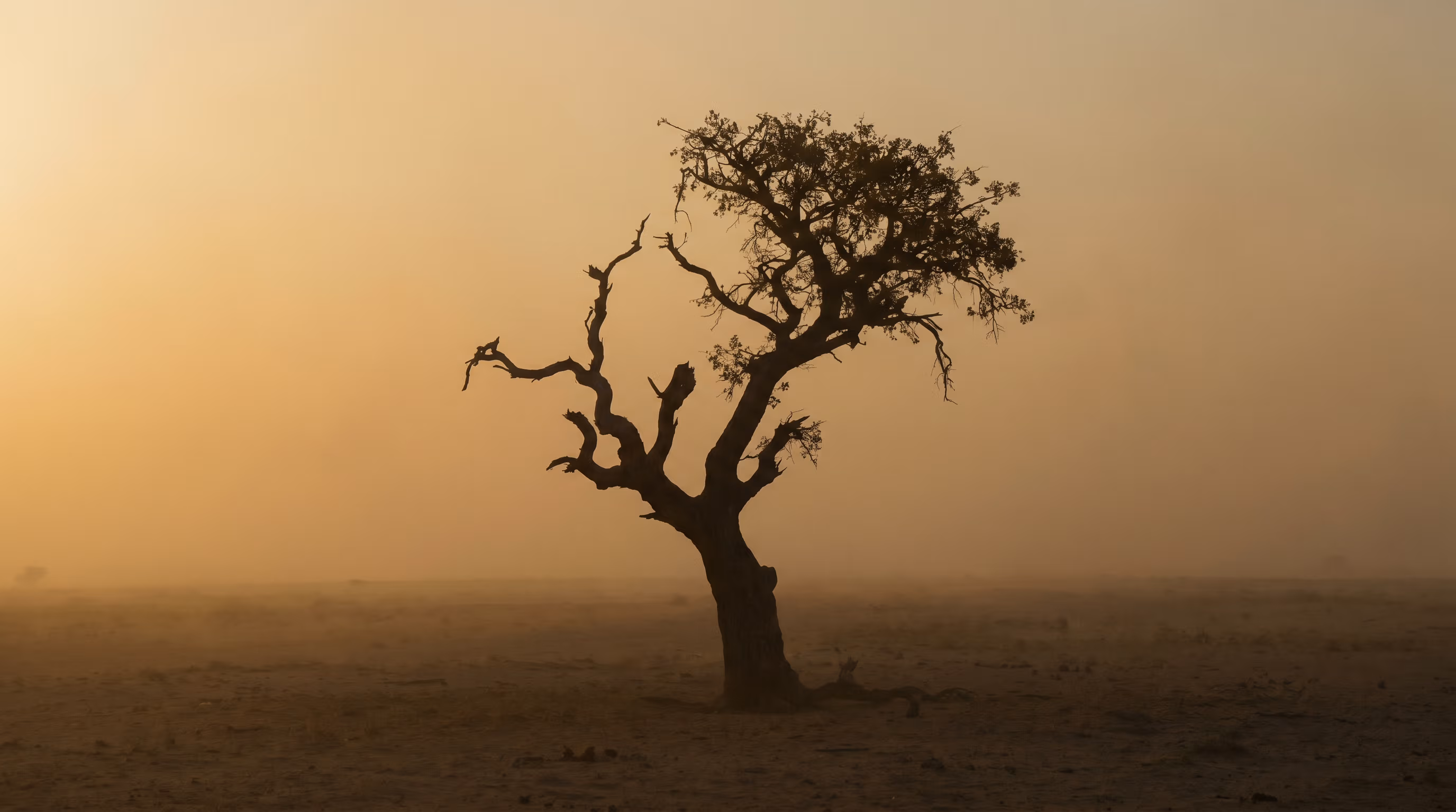 Marula tree on a Namibian plain — same source as the body serum.