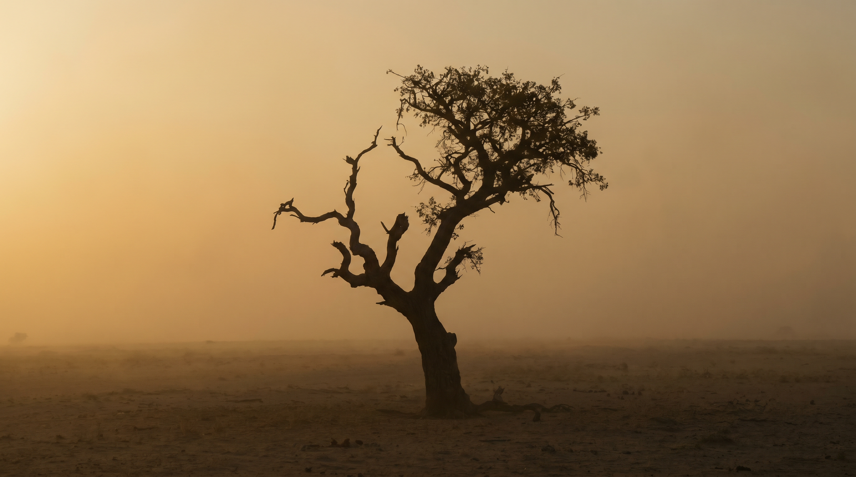 A solitary marula tree on a Namibian plain at dusk.