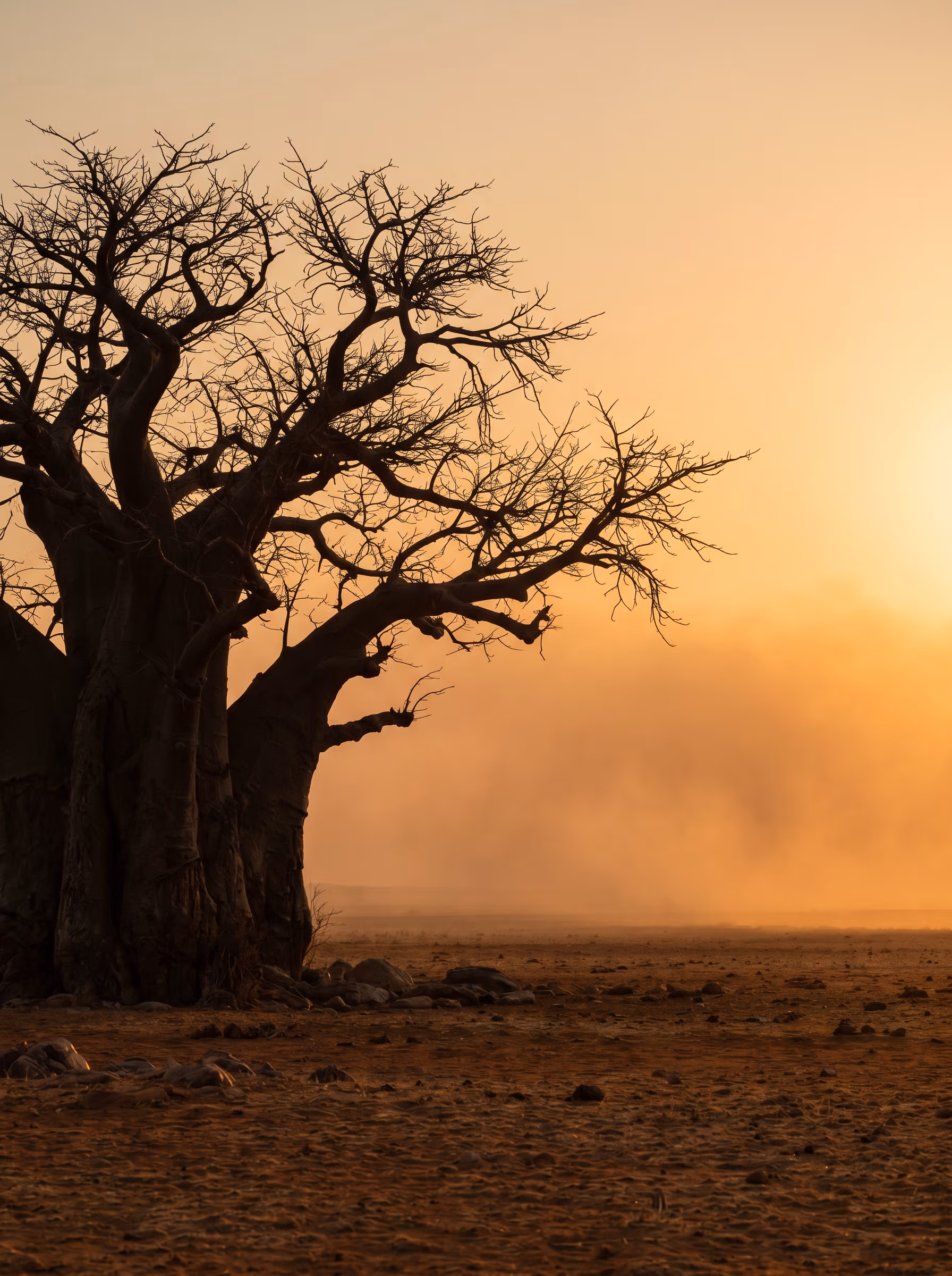 A Namibian baobab silhouetted at dusk — ancient, drought-resistant, the source of our baobab oil.